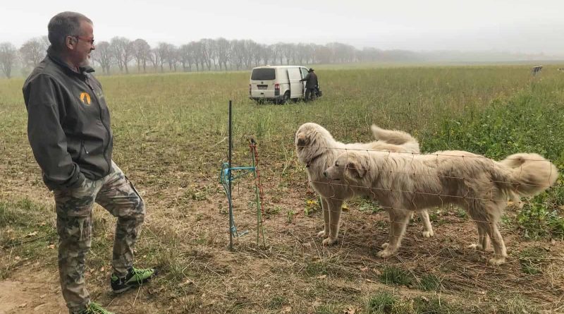 ORF Livestock Protection Knut Kuznik-21849.JPG