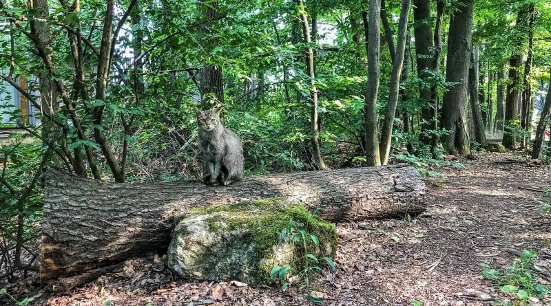 Transparc Net Meeting Thayatal-15705.JPG