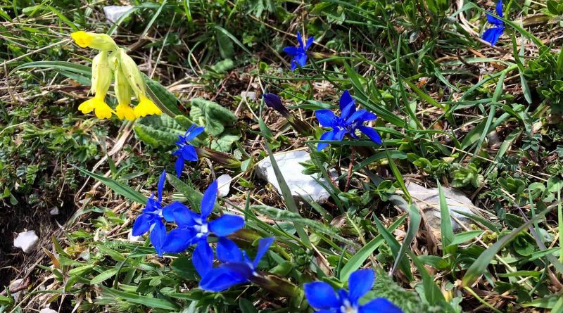 Prealpi Giulie-23260.jpg