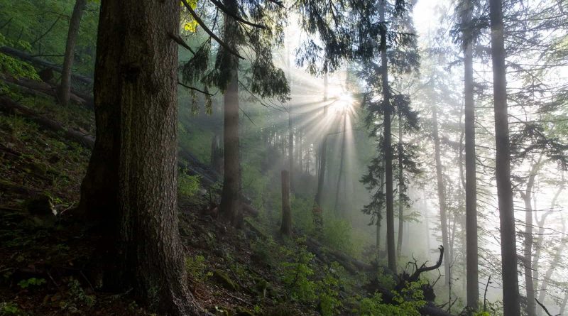 spring in fatra mountains-24749.jpg