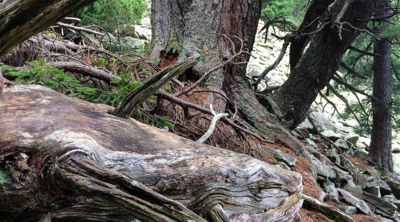 Gorgany Wilderness-25216.jpeg