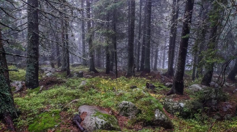 Bistrishko Branishte-30017.jpg