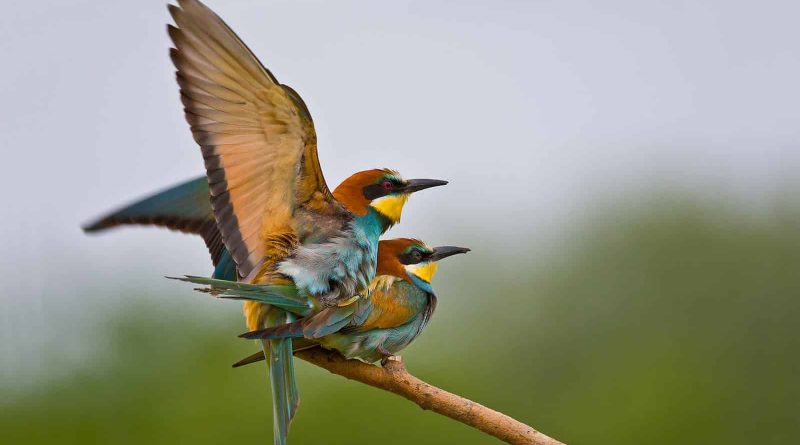 Cervenata stena Reserve-30185.jpg