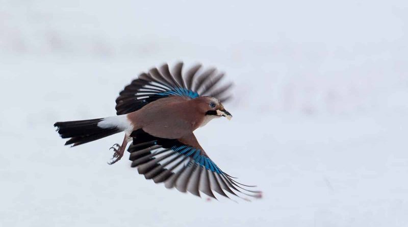 Cervenata stena Reserve-30190.jpg