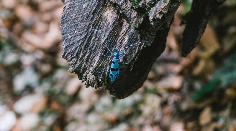 Synevyr Wilderness  -BRandon Hartwig-26049.jpg