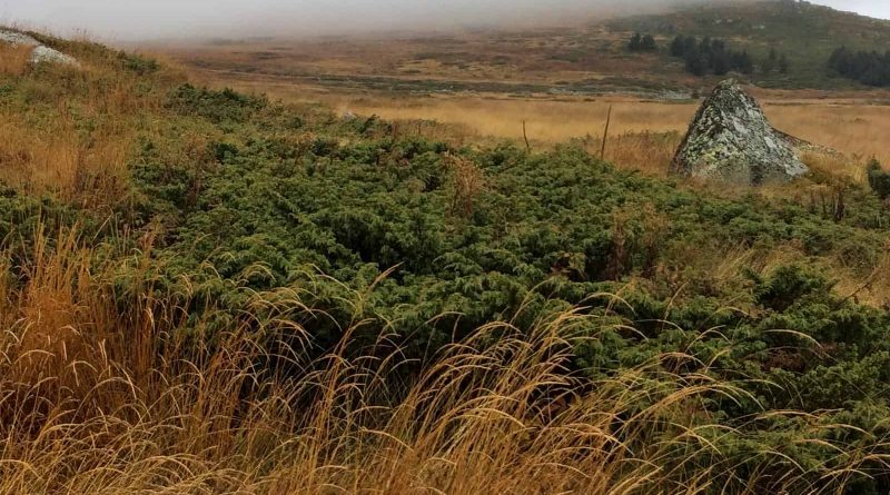 Torfeno Branishte-29977.jpeg