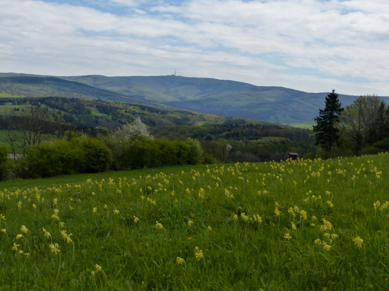 CentralParks -28931.JPG