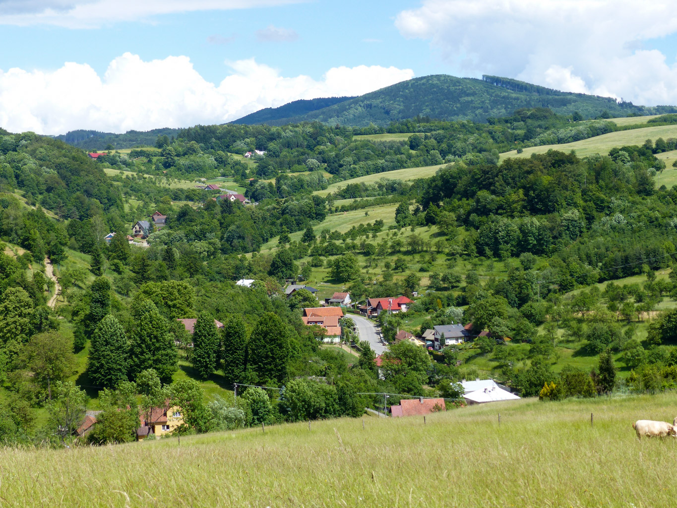 CentralParks -28933.JPG