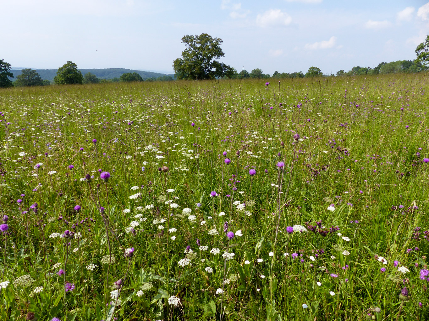 CentralParks -28935.JPG