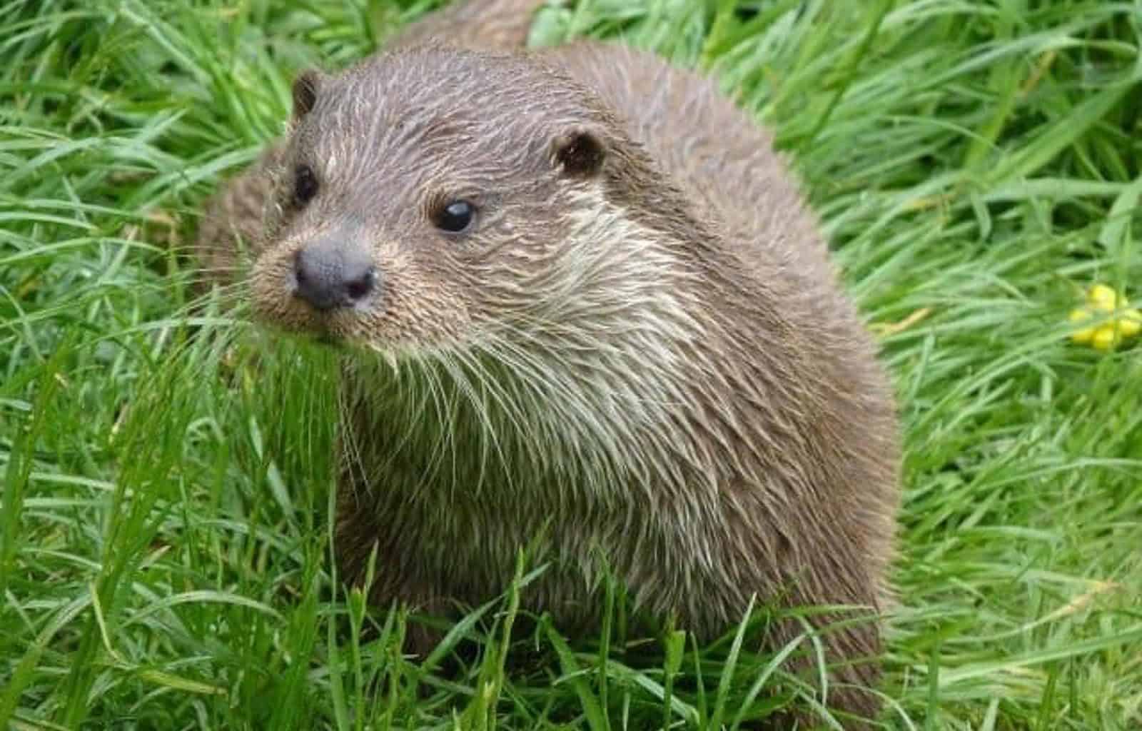 save-the-otter.jpg