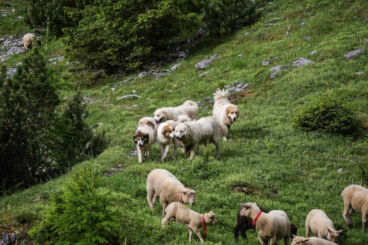 Herd Management Calanda Switzerland Alp Ramuz-15434.JPG