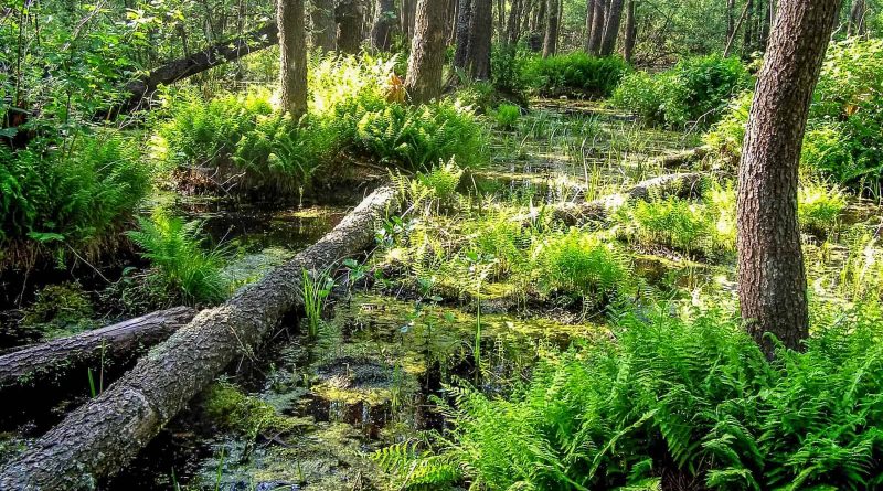 Bondarivske_Wetland -30673.JPG