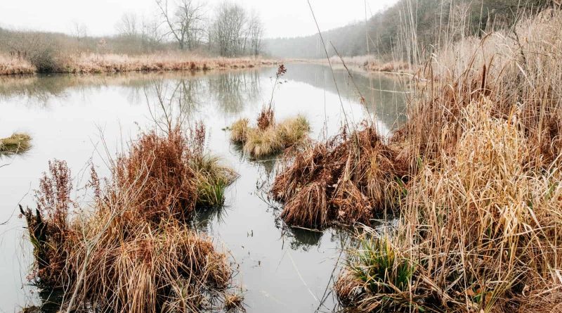 Bondarivske_Wetland -30701.jpg