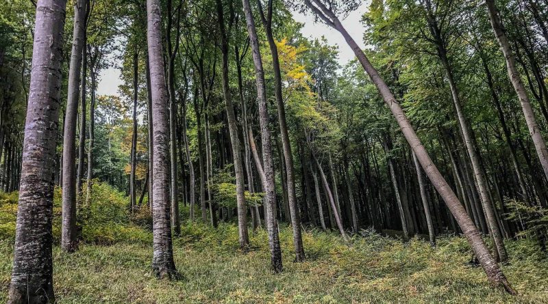 EWS - European Beech Forest Network Vilm 2017 -14233_.jpg