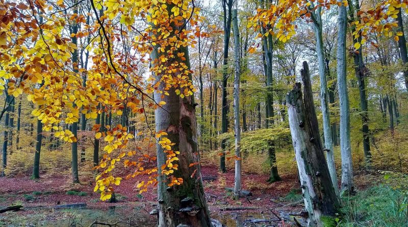 Interreg Beechpower30474.jpg