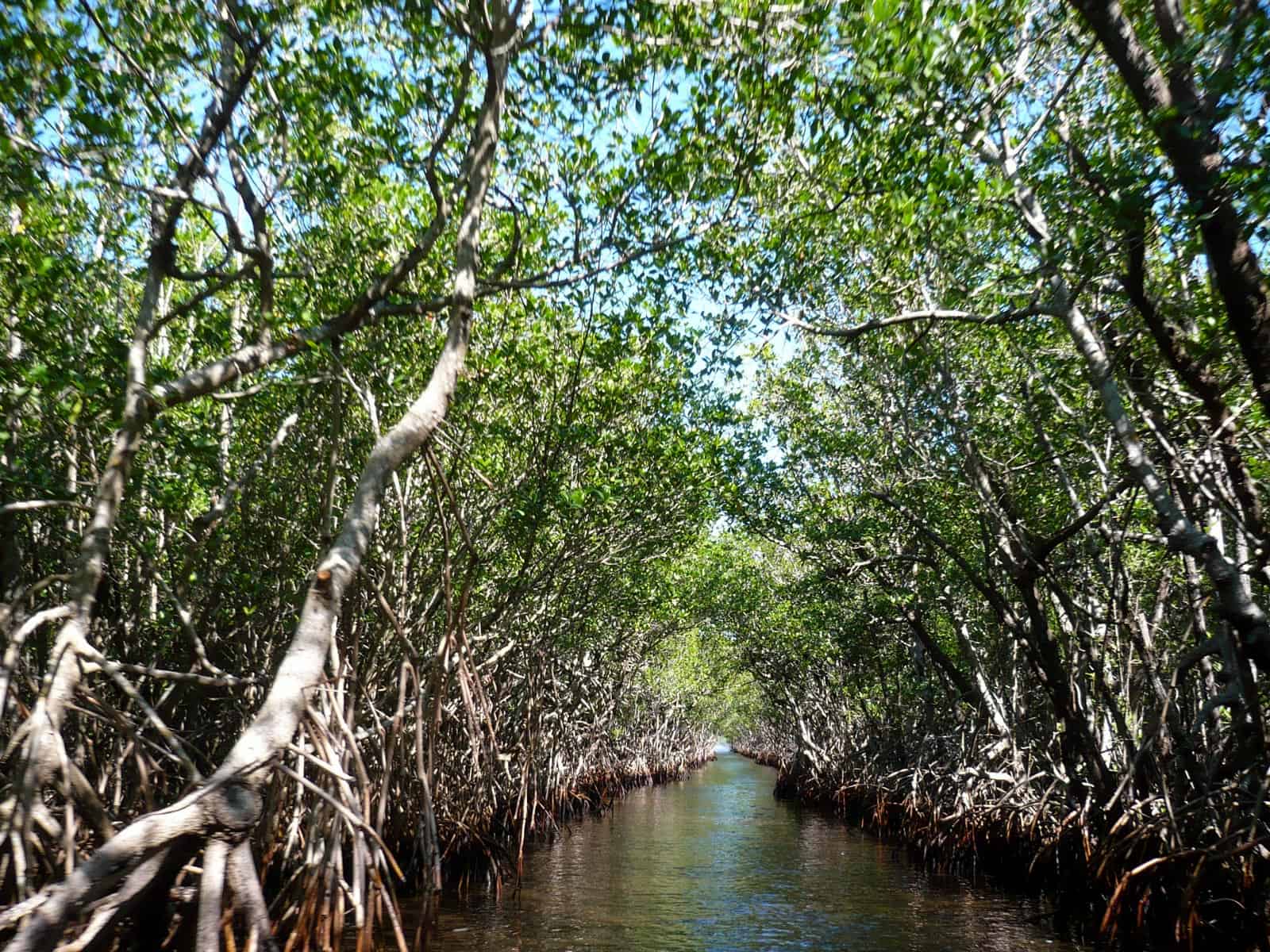 mangroves-105646.jpg