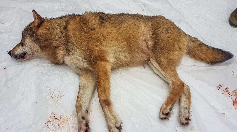 Hunt on Letjenna pack1_January 2020_copyright Rovviltets Røst.jpg