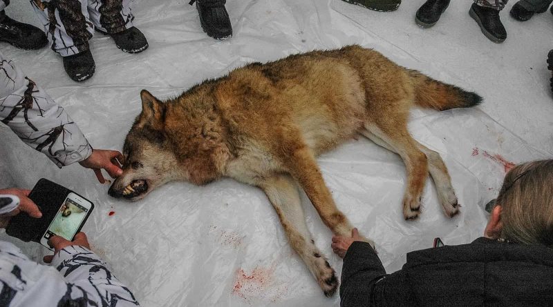 Hunt on Letjenna pack4_January 2020_copyright Rovviltets Røst.jpg.JPG