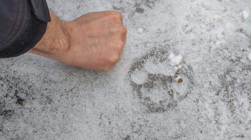 CEA WILDLIFE TRACKING-309354 _ 30961.jpg