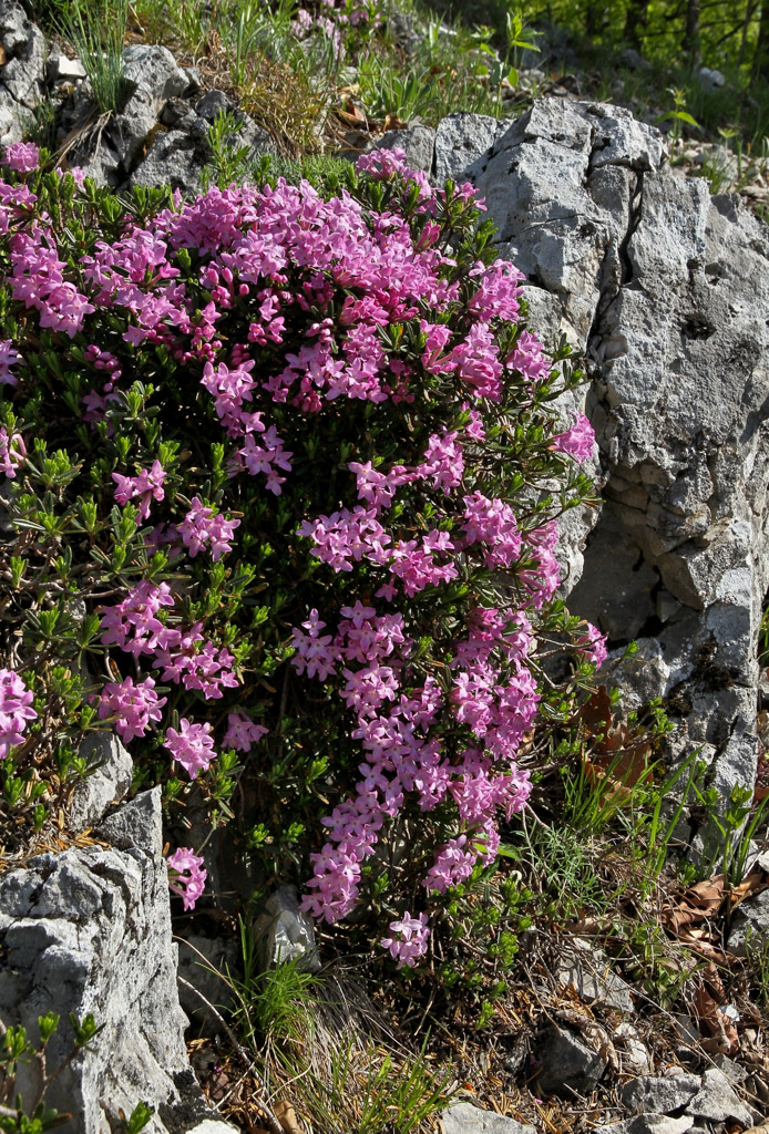 Daphne arbuscula © Maroš Detko