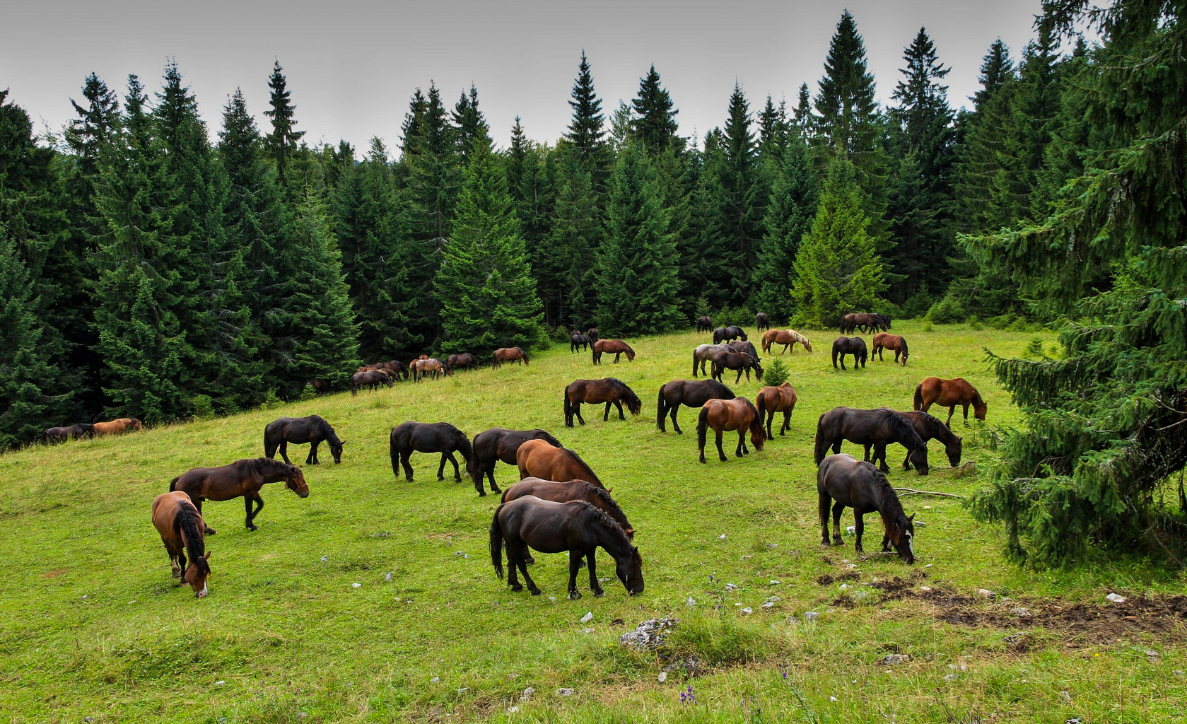 Centralparks Gemer pilot area-31061.jpg