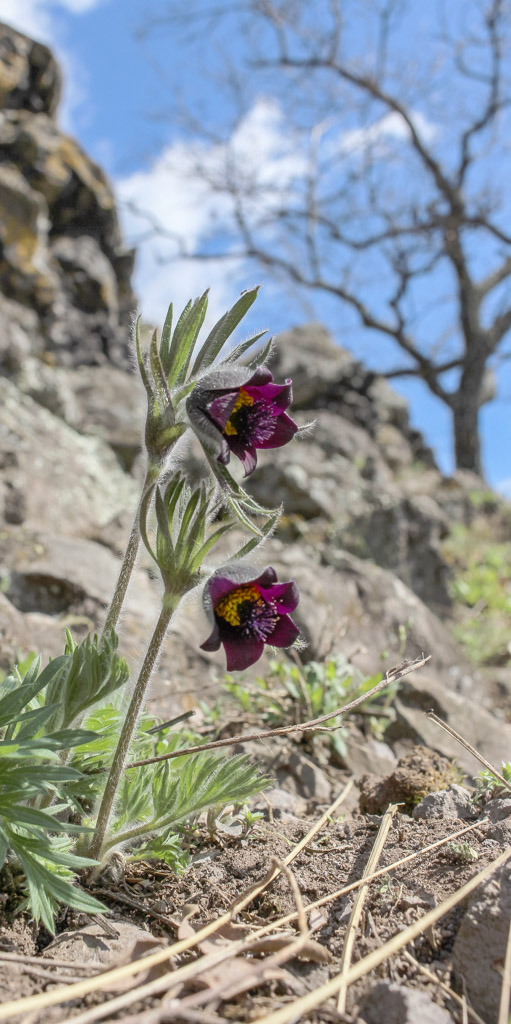 CentralParks Gemer pilot area-31096.jpg