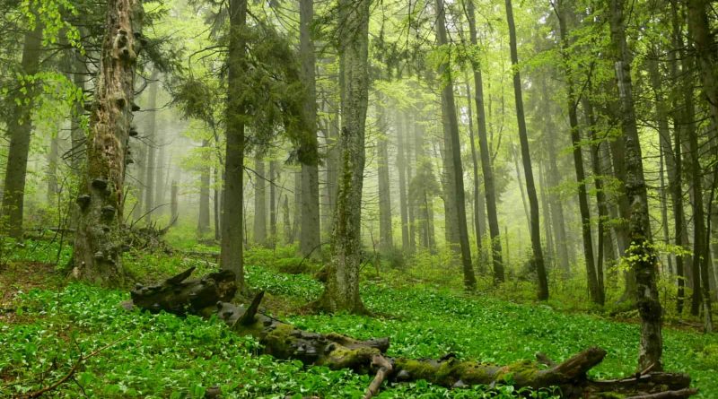 Gorczański National Park- 31094.png
