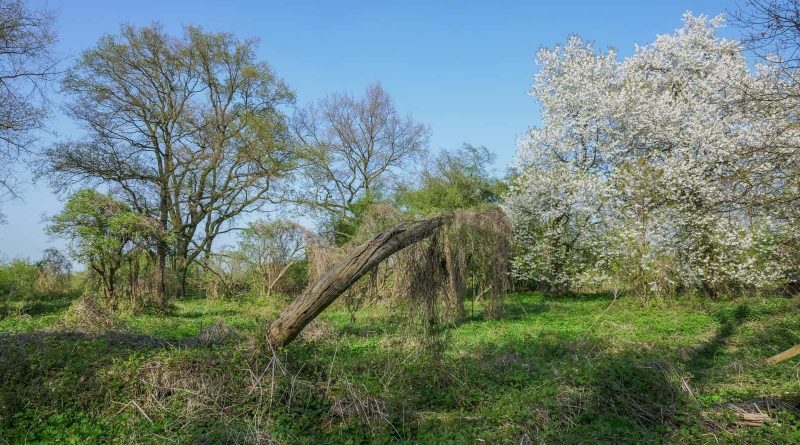 Dutch Wilderness-31230.JPG