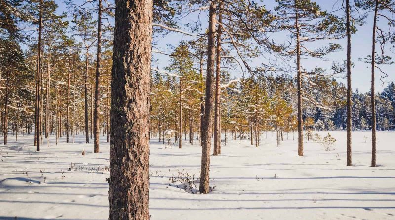 Kanta-Hämeen kuvapankki-31318.jpg