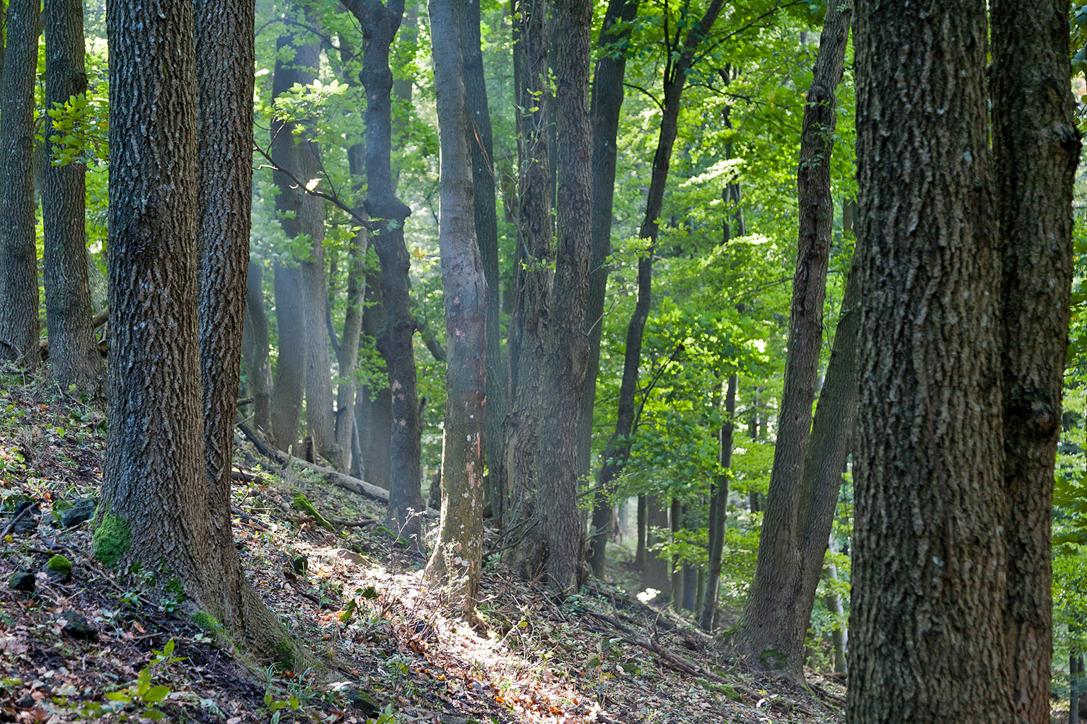 Centralparks Danube-ipoly National Park-31529.jpg