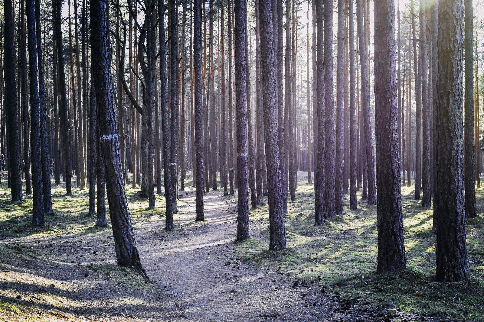 forest trail.jpg