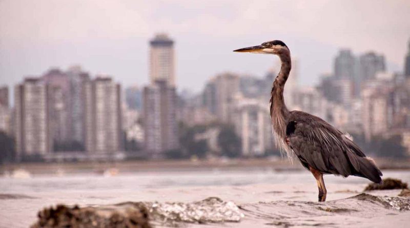 photo of gray and brown bird with cityscape in the background