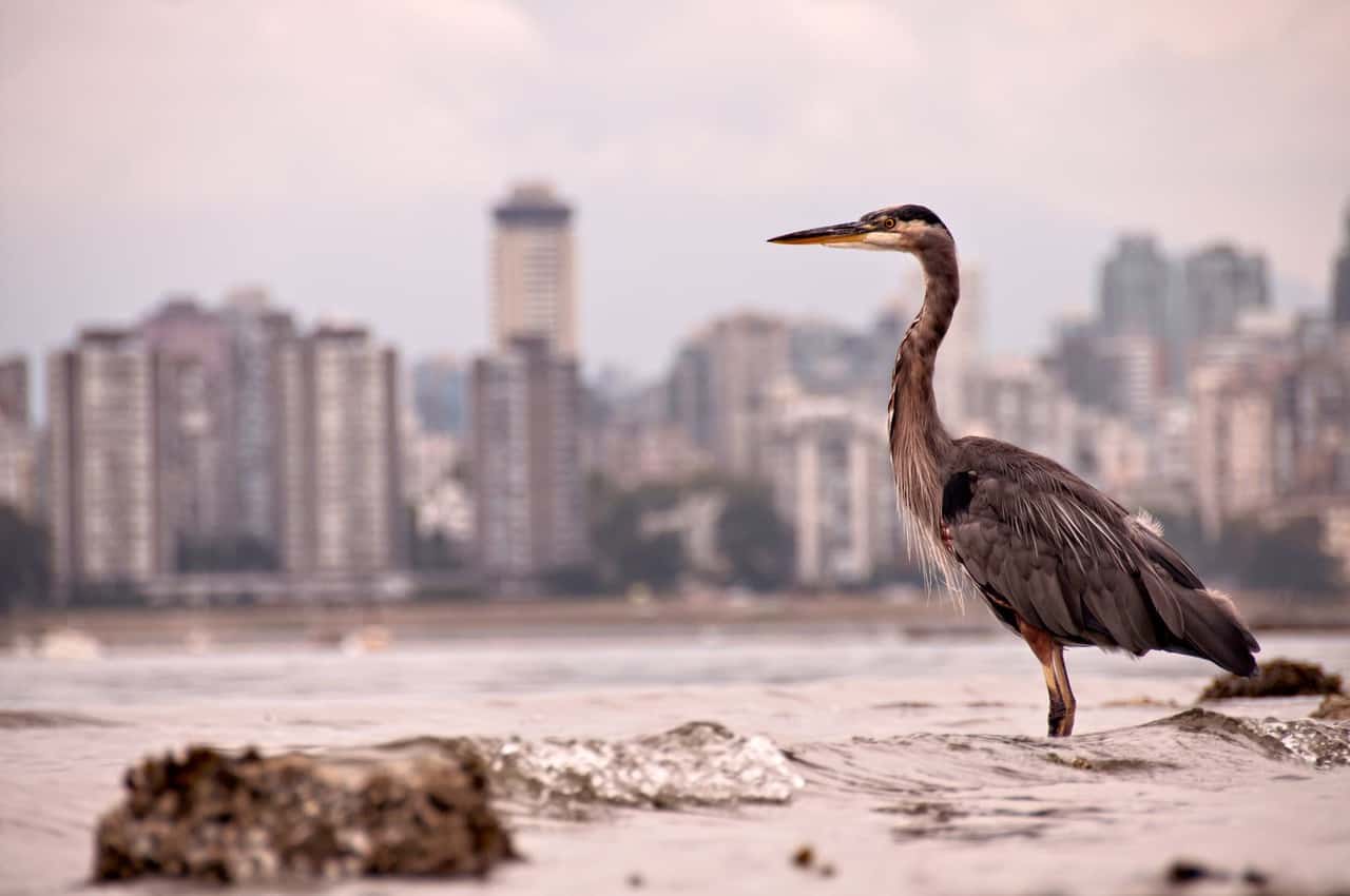 photo of gray and brown bird with cityscape in the background