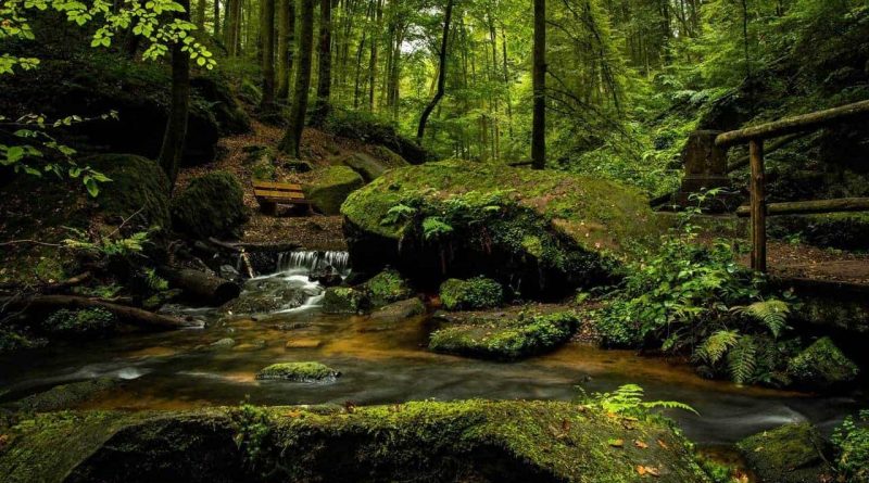 bench cascade creek environment