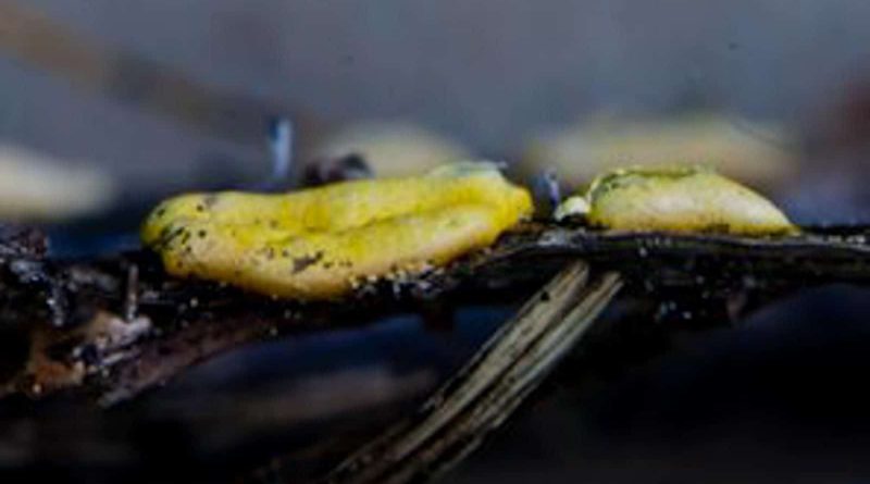 Duerrenstein Rothwald Wilderness Austria 31396.jpg