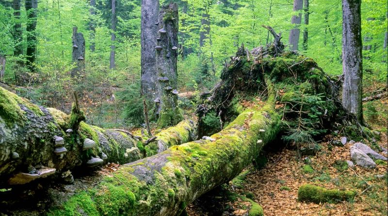 Duerrenstein Rothwald Wilderness Austria 25891.jpg