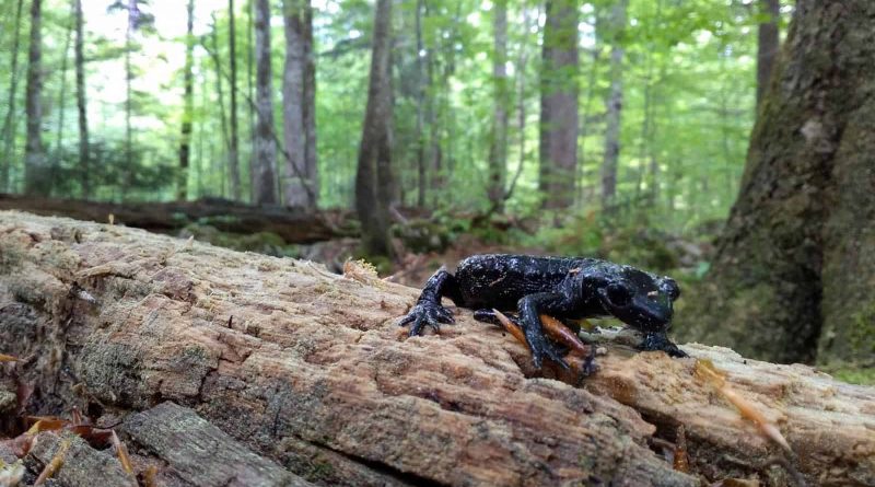 Duerrenstein Rothwald Wilderness Austria 31575.jpeg