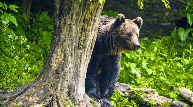 EWS - 7 Animal -11529_.jpg