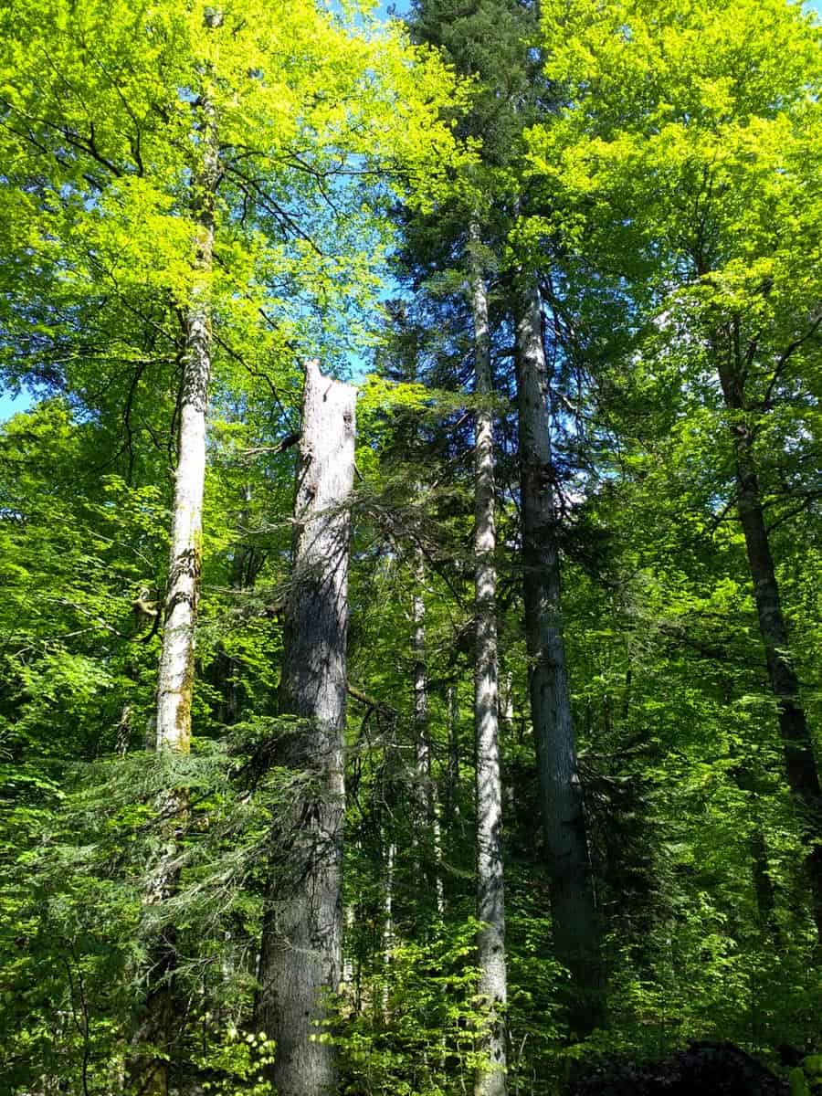 Duerrenstein Rothwald Wilderness Austria 31570.jpeg