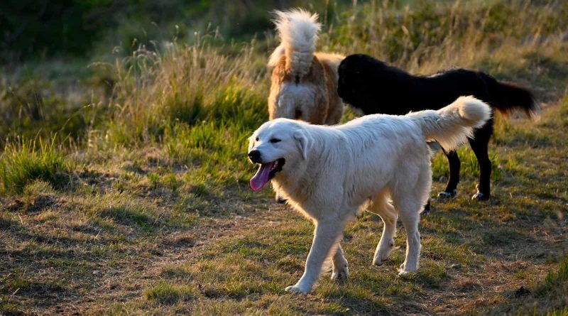 LIFEstockProtect -33582.JPG