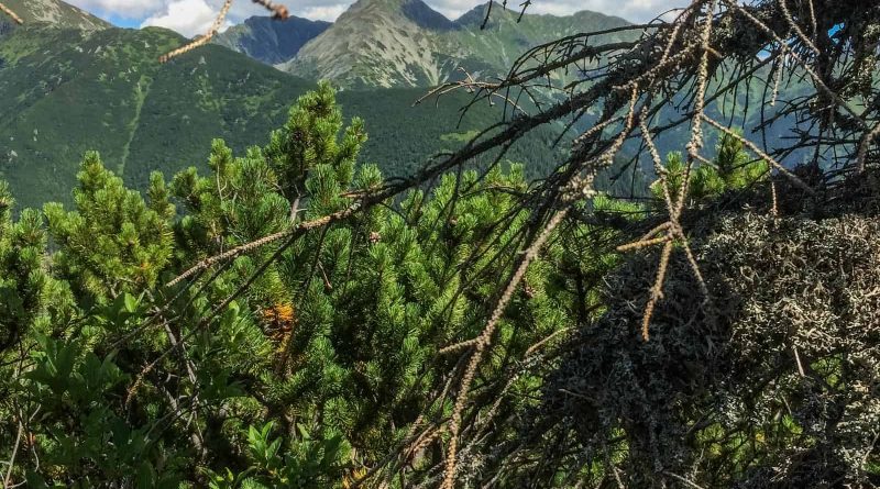 Jalovecka Wilderness Slovakia-33185.jpeg