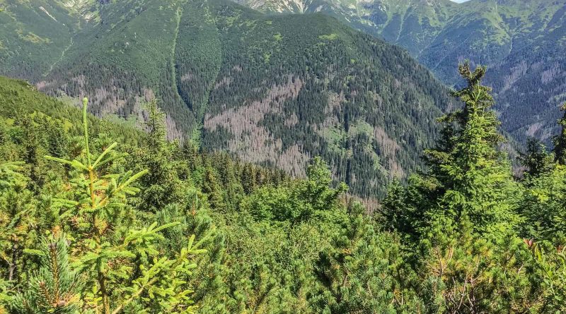 Jalovecka Wilderness Slovakia-33187.jpeg