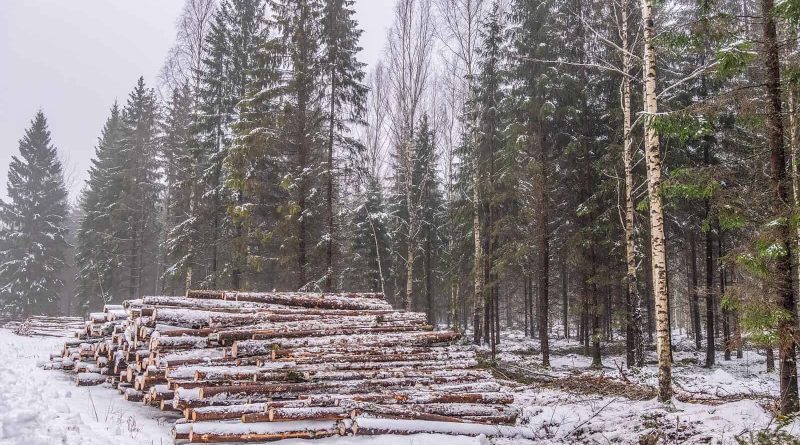 Logging Sooma Wilderness-33278.jpg