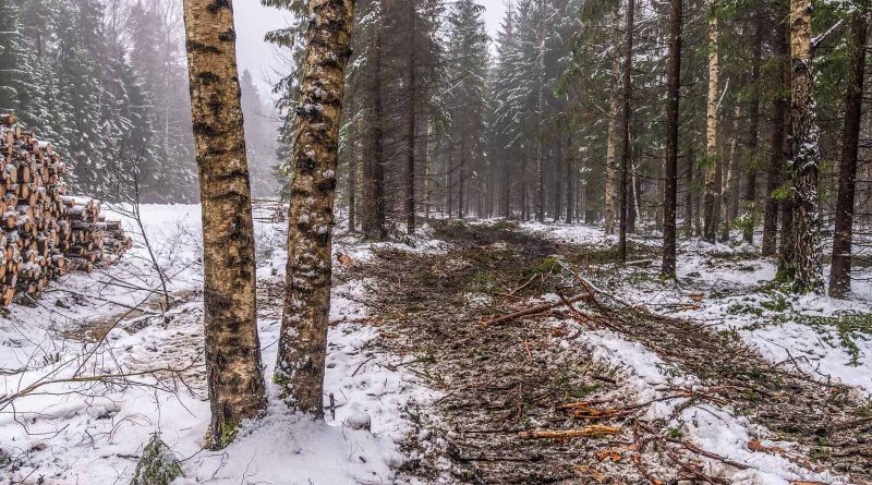 Logging Sooma Wilderness-33279.jpg