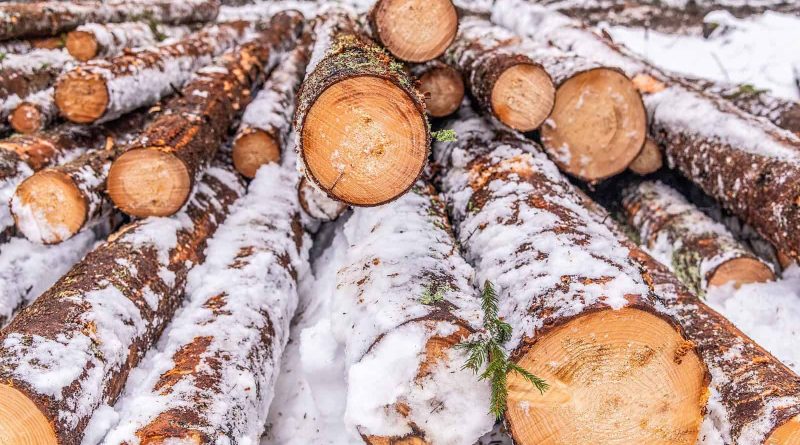 Logging Sooma Wilderness-33289.jpg