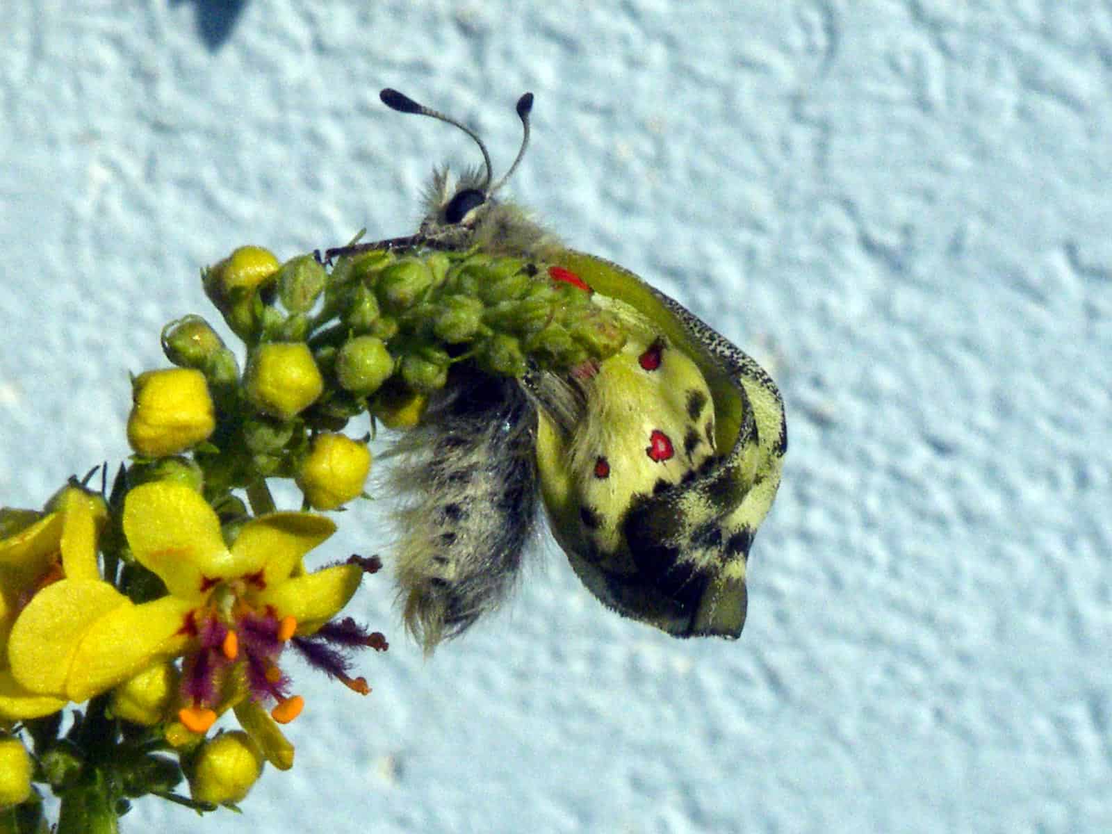 Apollo Buterfly
