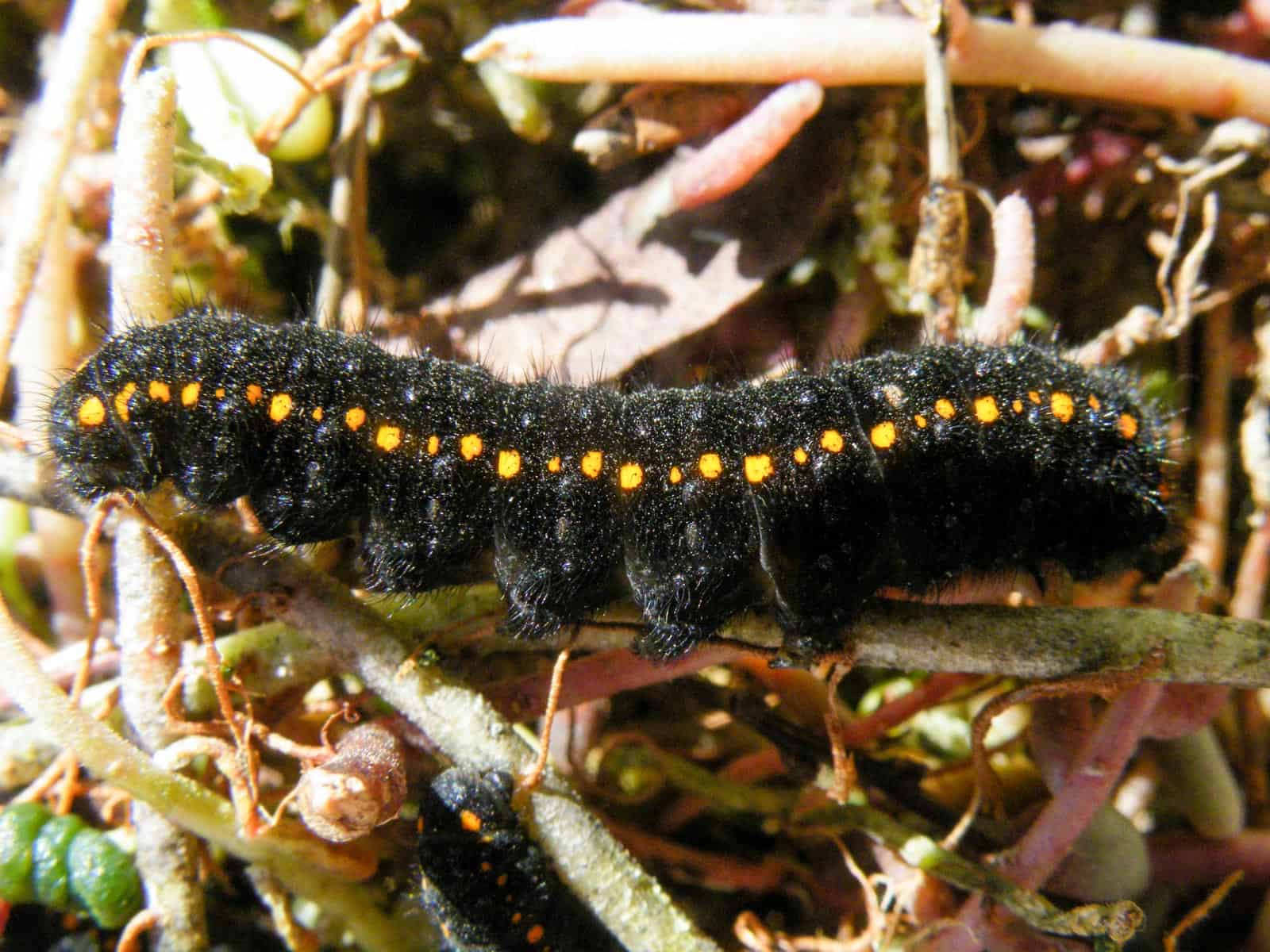 Raupe ssp. vindobonensis, Maria Zell, Bürgeralpe 2012-33310.JPG
