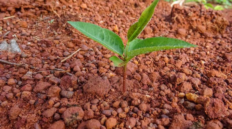 Black Jaguar-33351.JPG