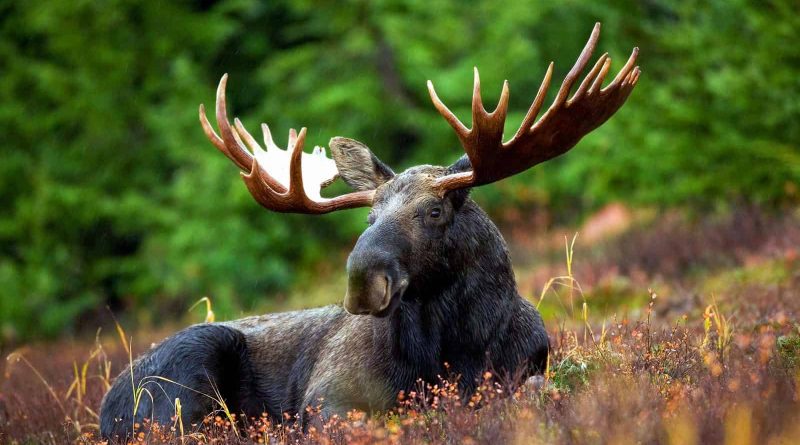 moose-70254.jpg