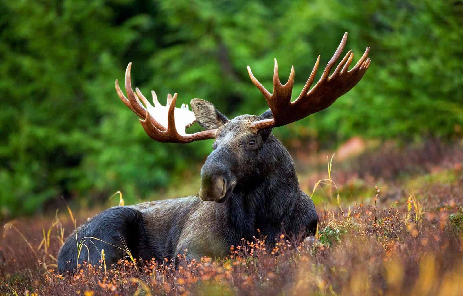 Moose as a part of European Wilderness!